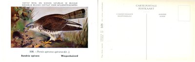 108 Bondrée apivore - Wespenbuizerd