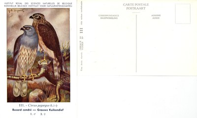 111 Busard cendré - Grauwe Kuikendief