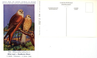 114 Milan royal - Roodbruine Wouw