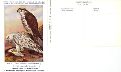 116 1 Gerfaut blanc - Witte Giervalk 2 Gerfaut de Norvège - Noorweegse Giervalk