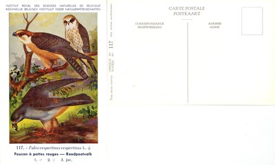 117 Faucon à pattes rouges - Roodpootvalk