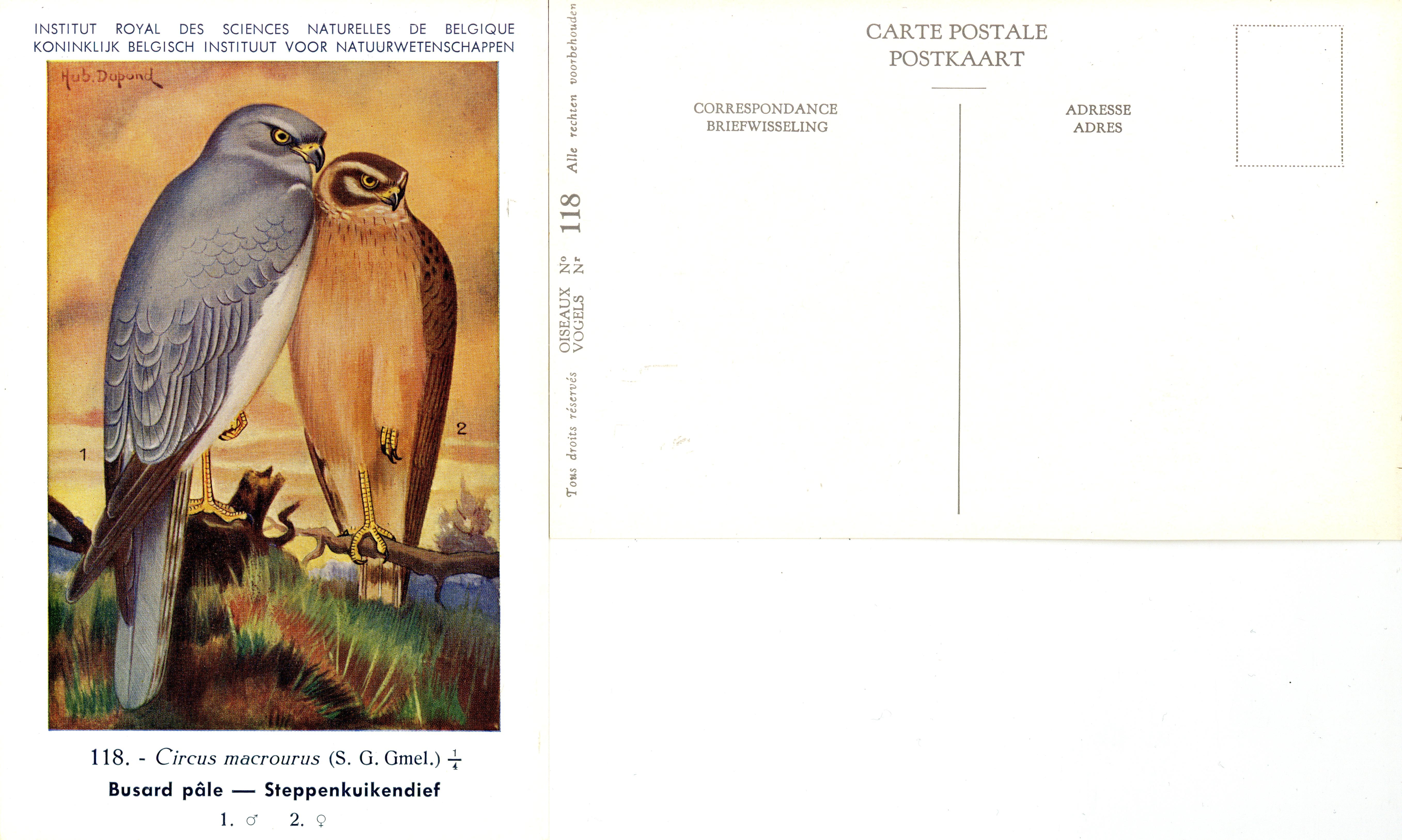 118 Busard pâle - Steppenkuikendief