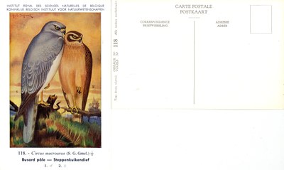 118 Busard pâle - Steppenkuikendief