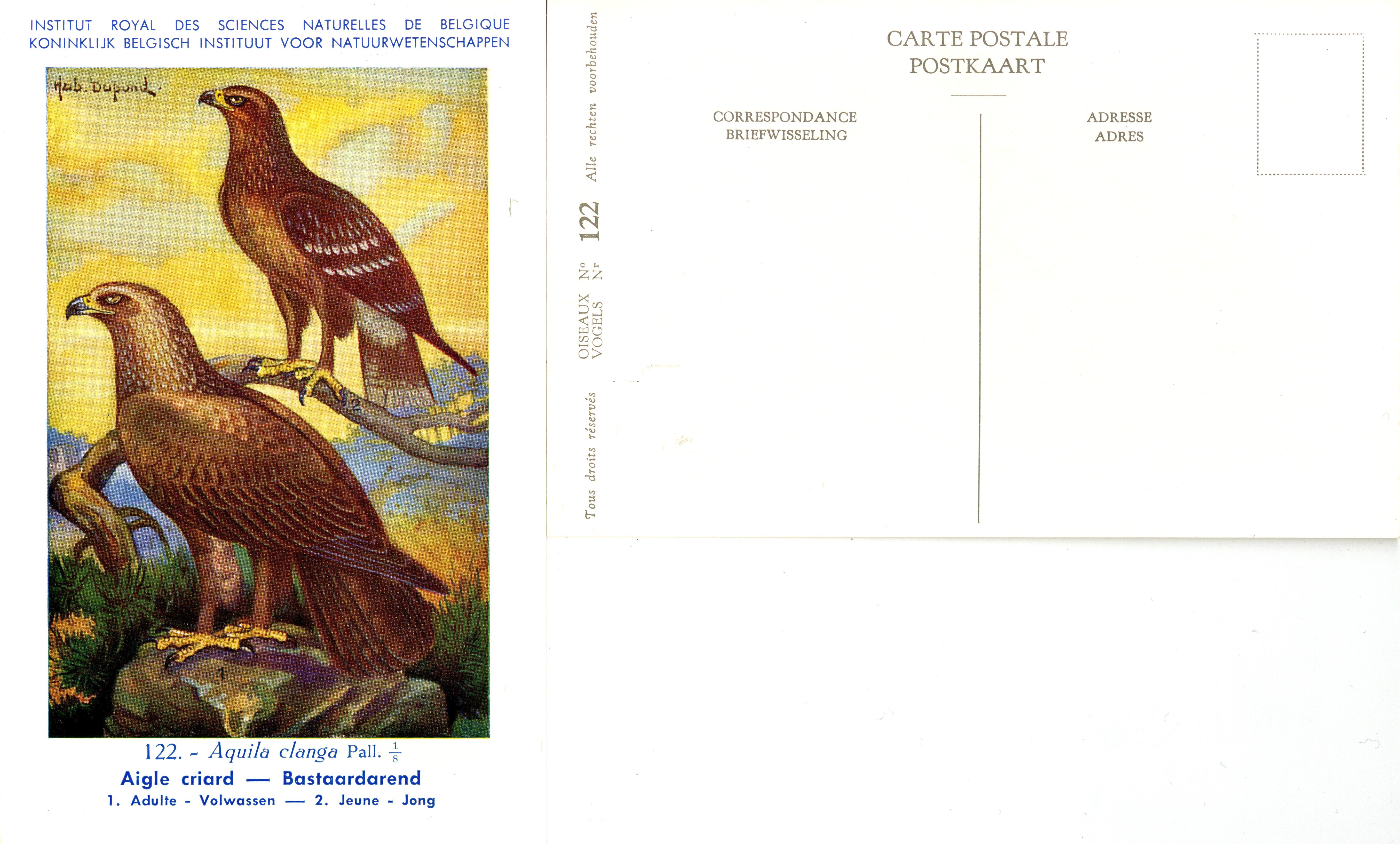 122 Aigle criard - Bastaardarend