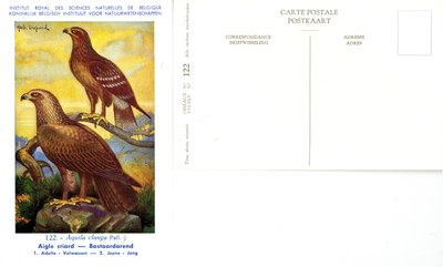 122 Aigle criard - Bastaardarend
