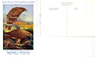 123 Aigie pomarin - Schreeuwarend