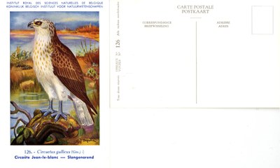 126 Circaëte Jean-le-blanc - Slangenarend