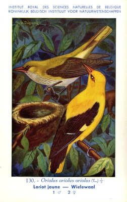130 Loriot jaune - Wielewaal