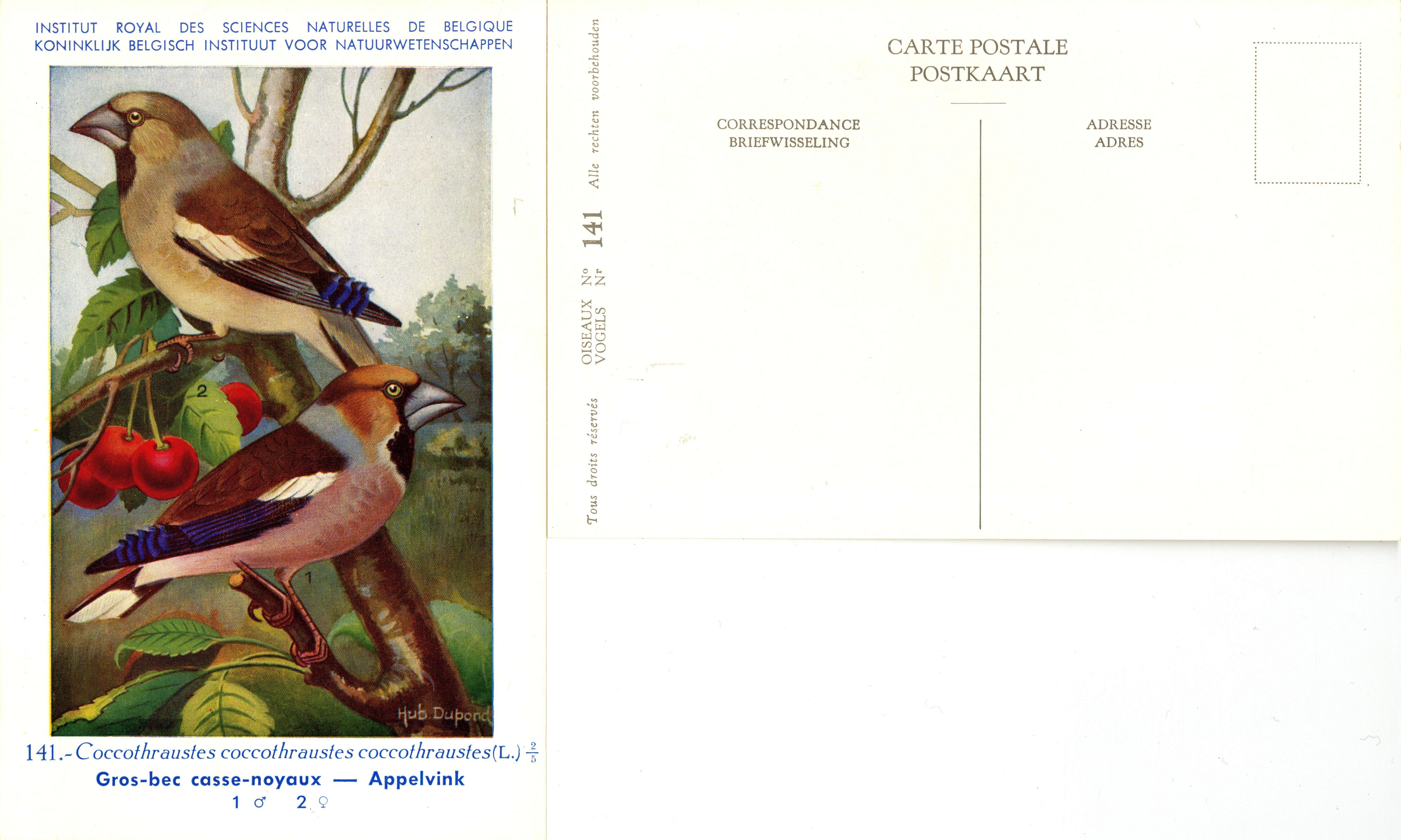 141 Gros-bec casse-noyaux - Appelvink