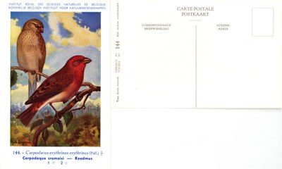 144 Carpodaque cramoisi - Roodmus