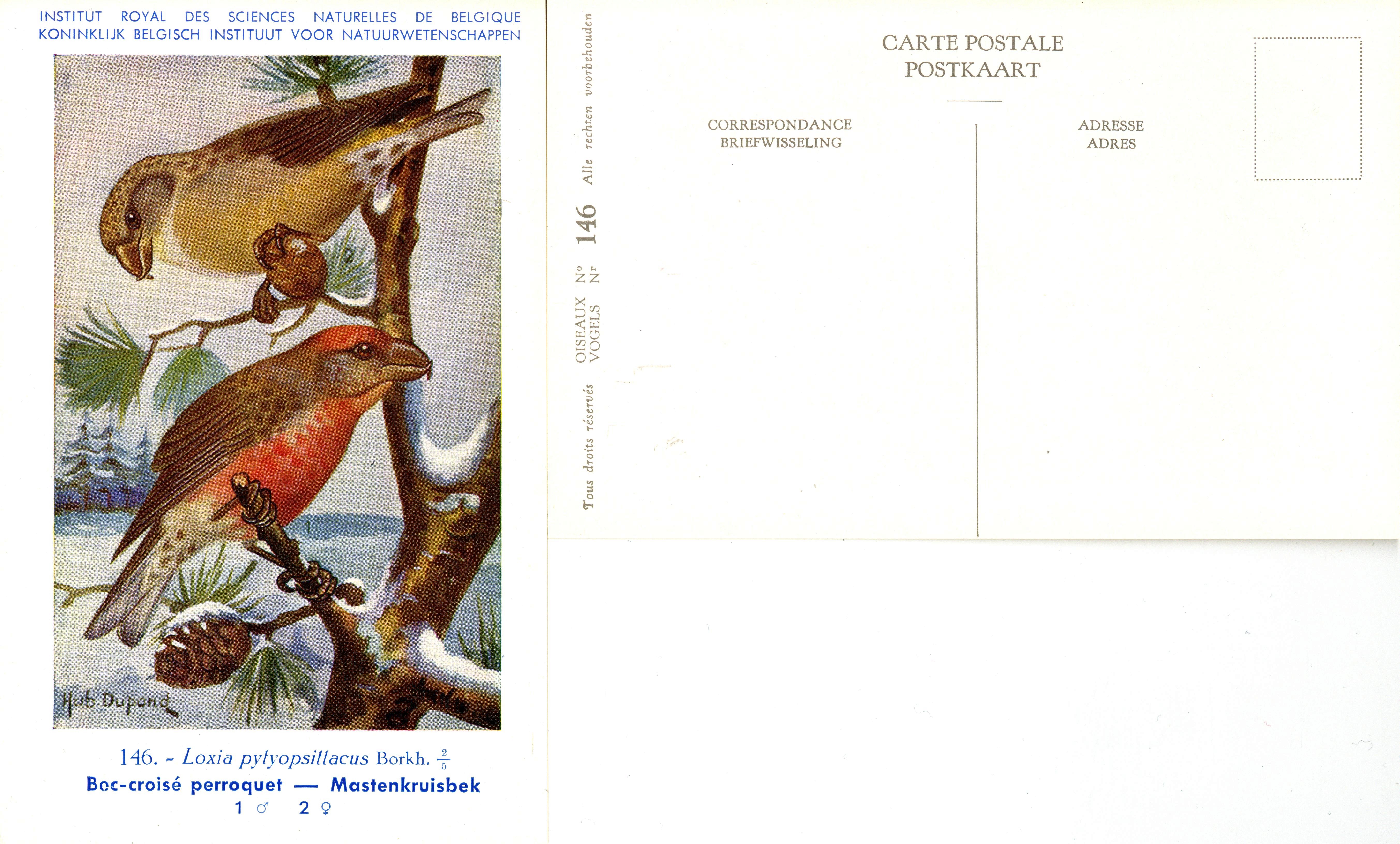146 Boc-croisé - Mastenkruisbek