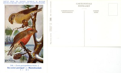 146 Boc-croisé - Mastenkruisbek