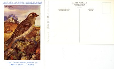 148 Moineau soulcie - Rotsmus