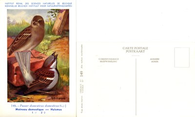 149 Moineau domestique - Huismus