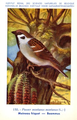 150 Moineau friquet - Boommus