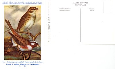 153 Bruant à calotte blanche - Witkapgors