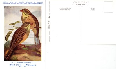 156 Bruant ortolan - Ortolaangors