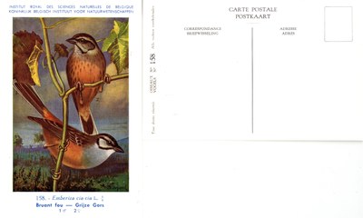 158 Bruant fou - Grijze Gors