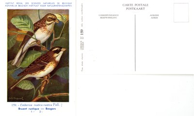 159 Bruant rustique - Bosgors