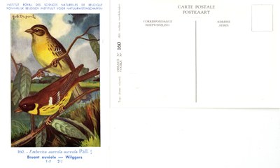 160 Bruant auréole - Wilggors