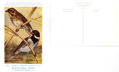 162 Bruant des roseaux - Ristgors