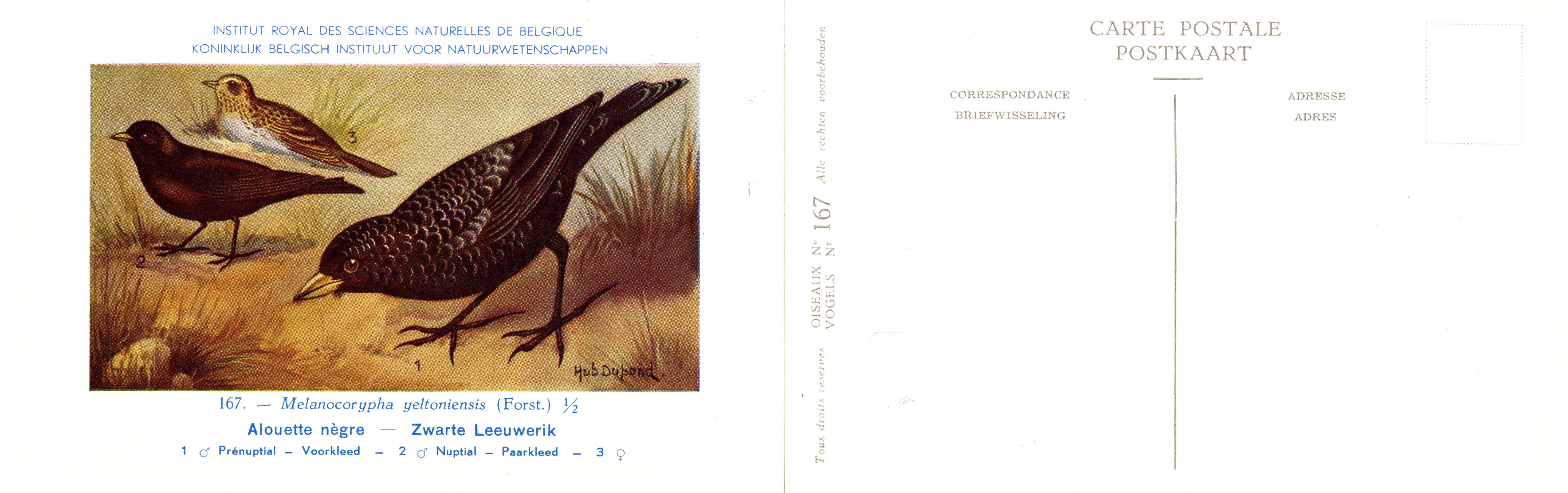 167 Alouette nègre - Zwarte Leeuwerik