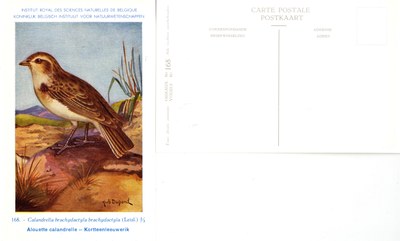 168 Alouette calandrelle - Kortteenleeuwerik