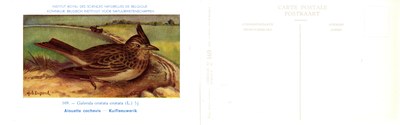 169 Alouette cochevis - Kuifleeuwerik