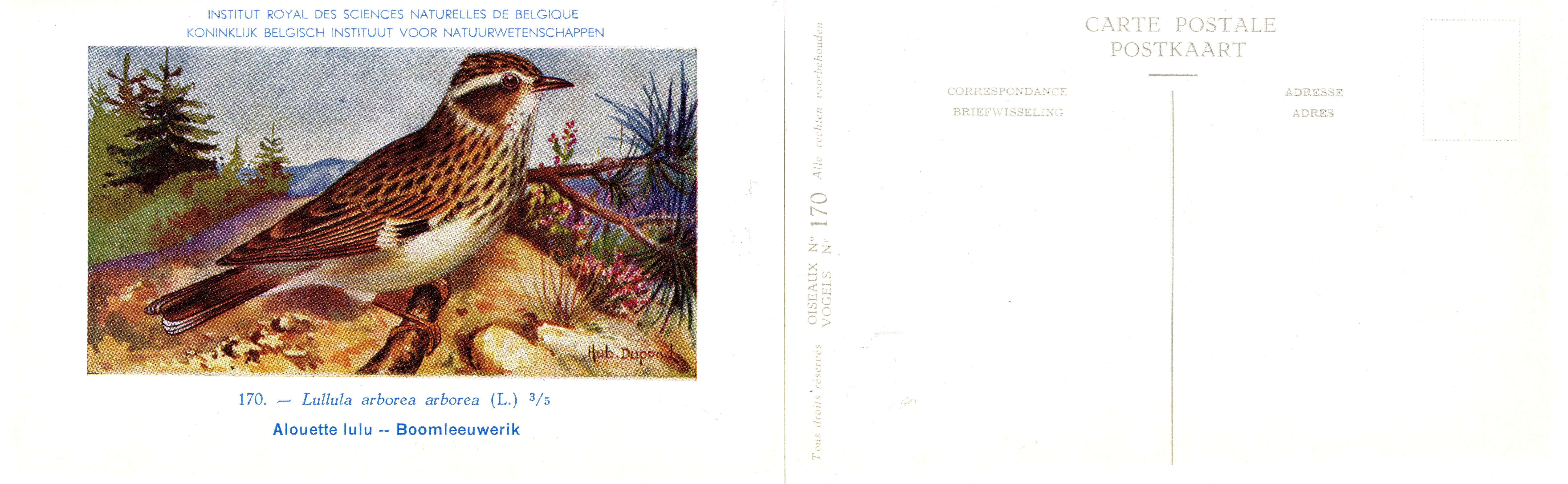 170 Alouette lule - Boomleeuwerik