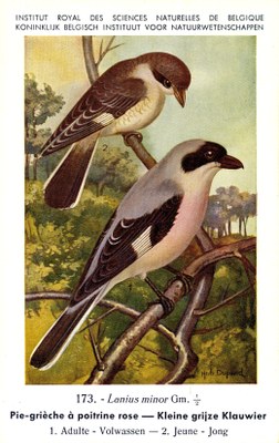 173 Pie-grièche à poitrine rose - Kleine grijze Klauwier