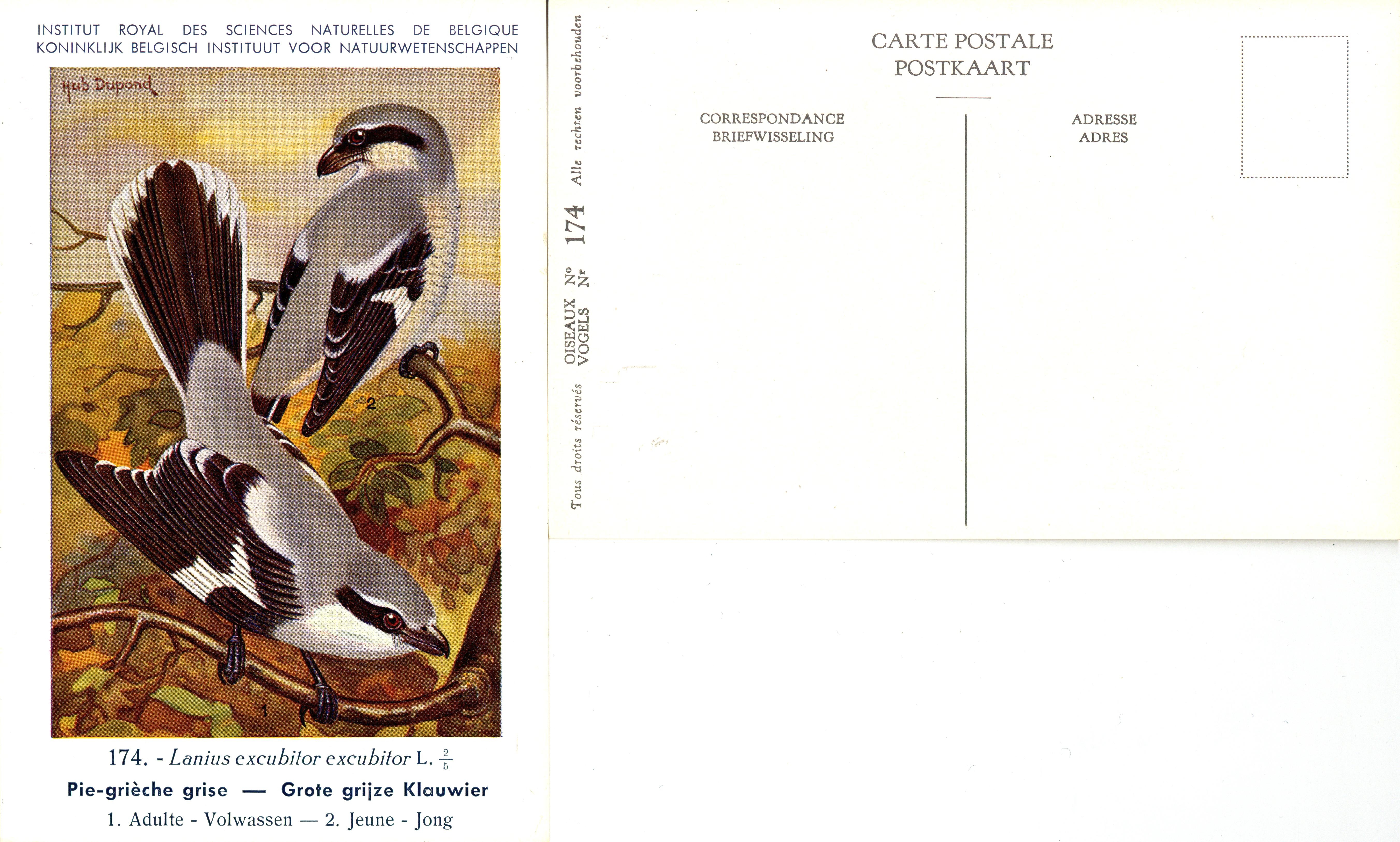 174 Pie-grièche grise - Grote grijze Klauwier