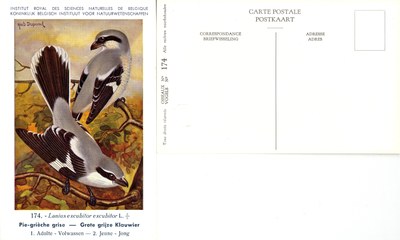 174 Pie-grièche grise - Grote grijze Klauwier