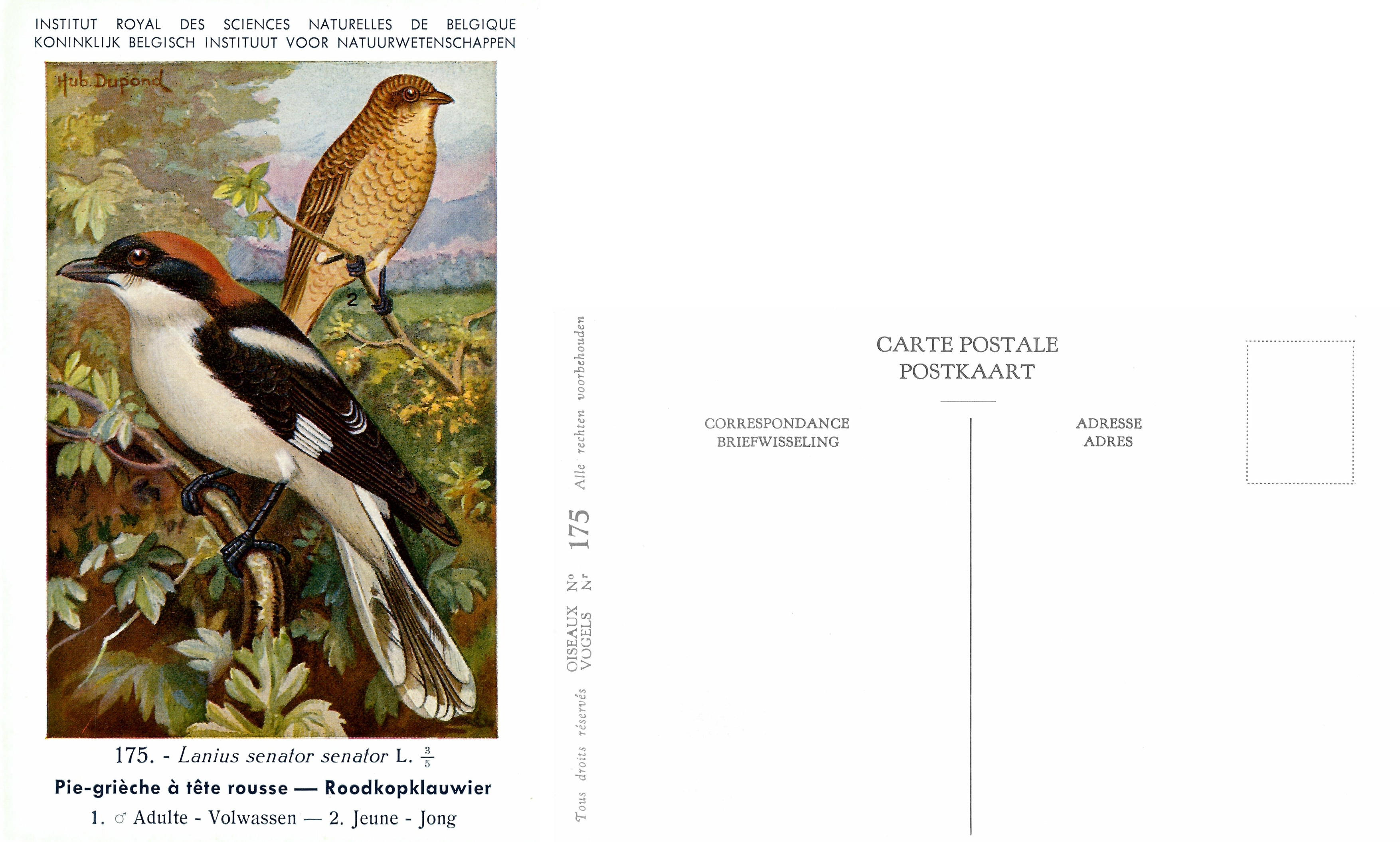 175 Pie-grièche à tête rousse - Roodkopklauwier.jpg