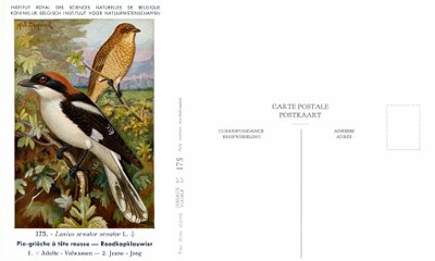 175 Pie-grièche à tête rousse - Roodkopklauwier.jpg