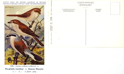 176 Pie-grieche écorcheur - Grauwe Klauwier