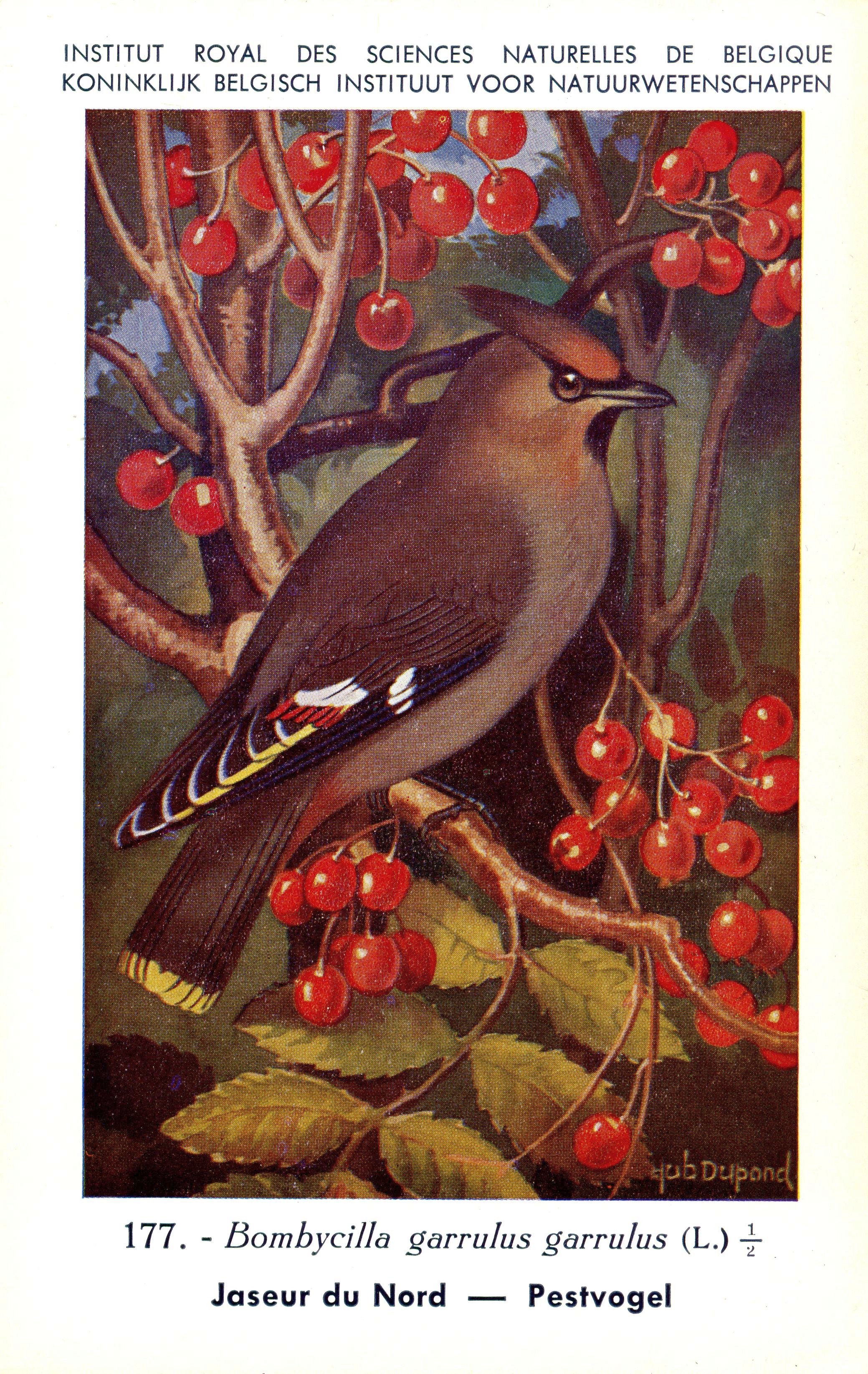 177 Jaseur du Nord - Pestvogel