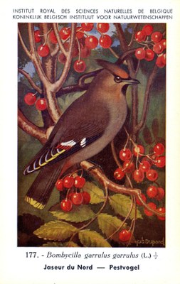 177 Jaseur du Nord - Pestvogel