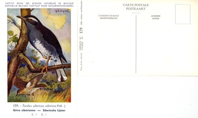 179 Grive sibérienne - Siberische Lijster