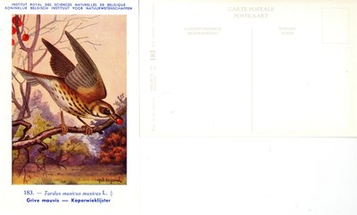 183 Grive mauvis - Koperwieklijster