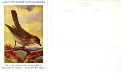 184 Grive petite de Swainson - Swainson's Dwerglijster