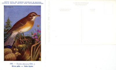 185 Grive pâle - Vale Lijster