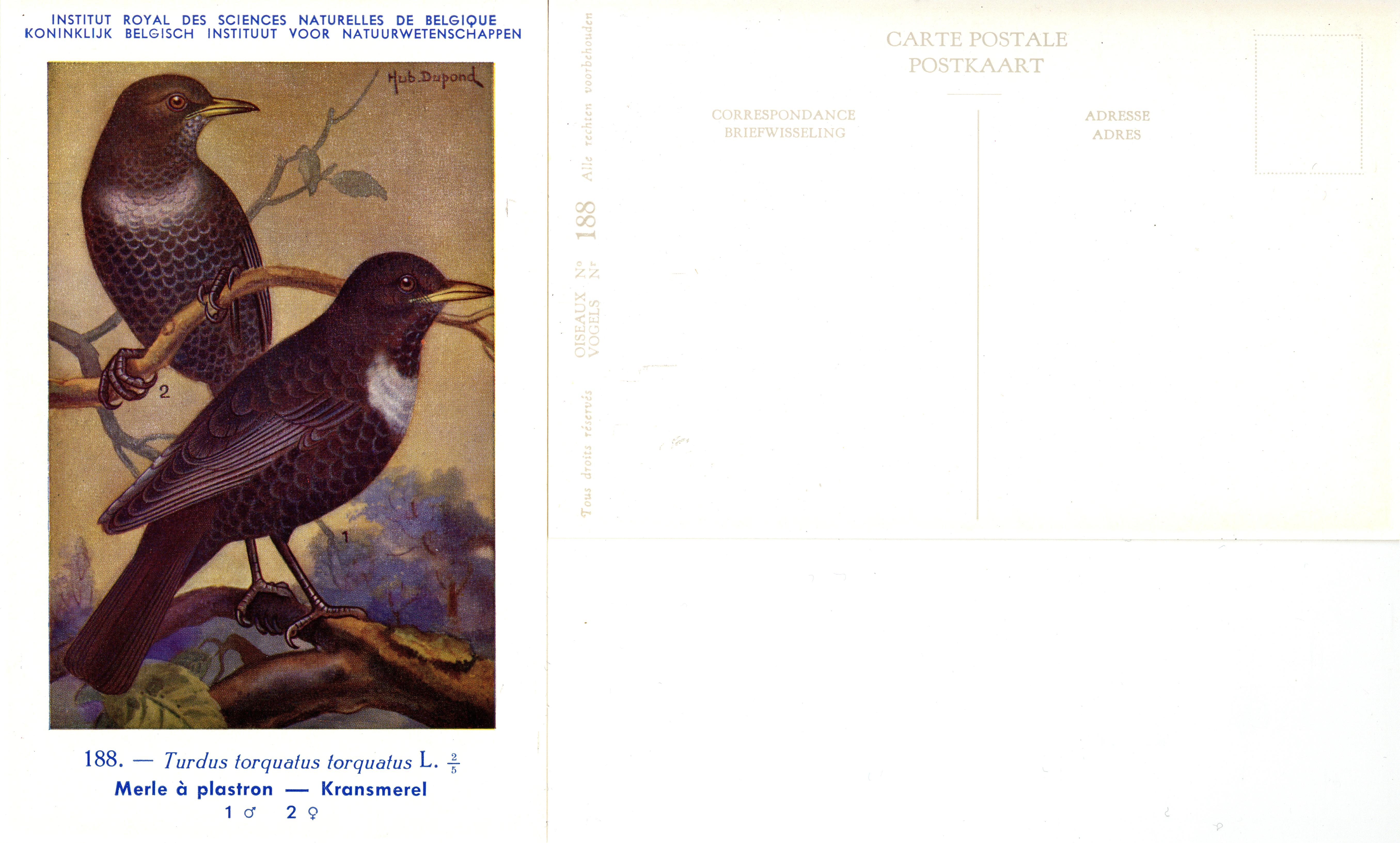 188 Merle à plastron - Kransmerel