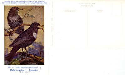 188 Merle à plastron - Kransmerel