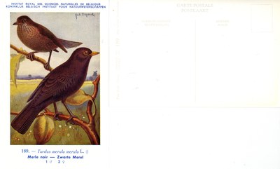 189 Merle noir - Zwarte Merel