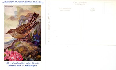 190 Accenteur alpin - Alpenhaagmus