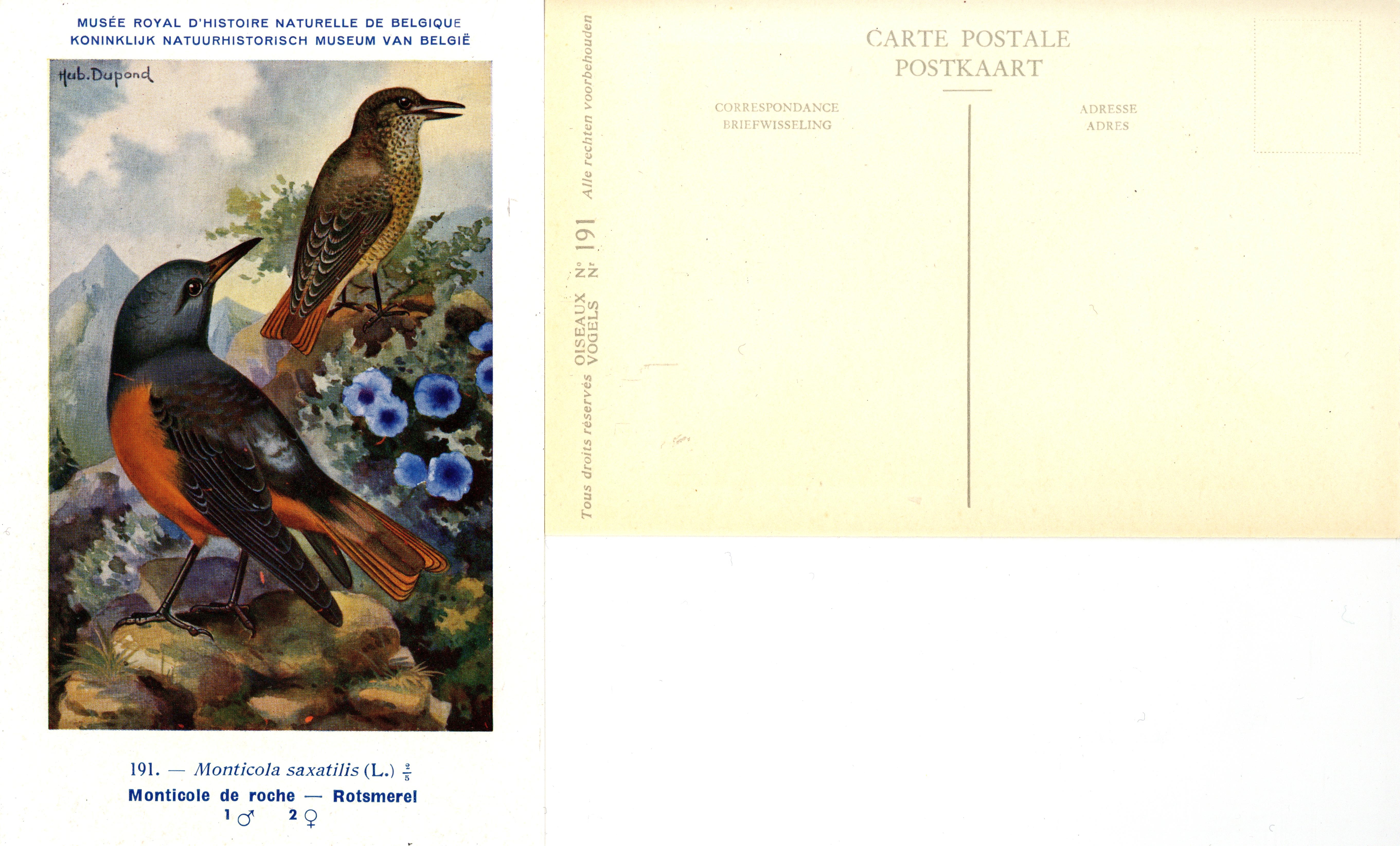 191 Monticole de roche - Rotsmerel