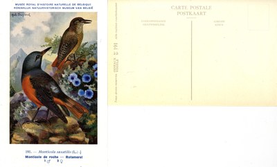 191 Monticole de roche - Rotsmerel