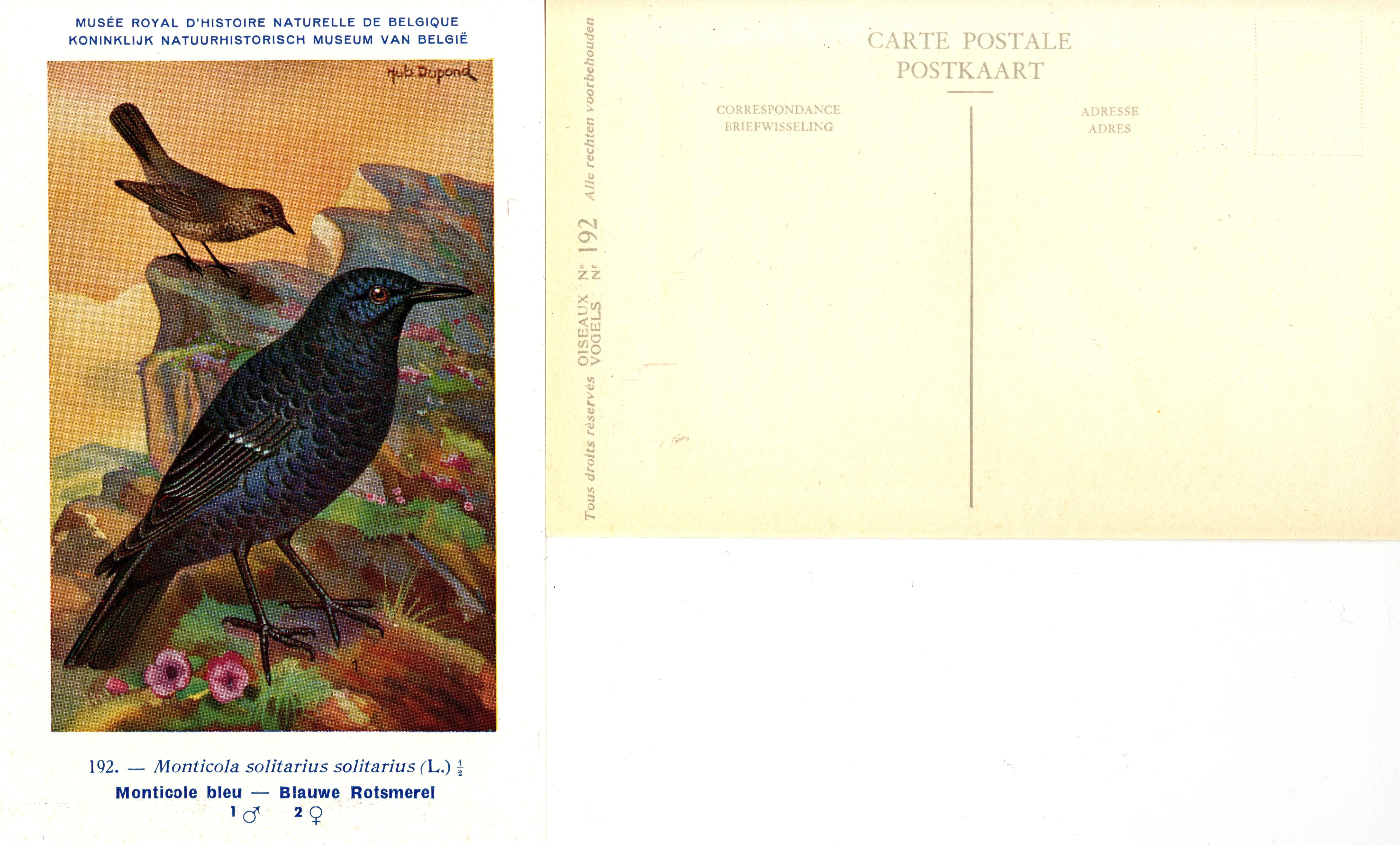 192 Monticole bleu - Blauwe Rotsmerel