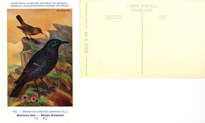 192 Monticole bleu - Blauwe Rotsmerel