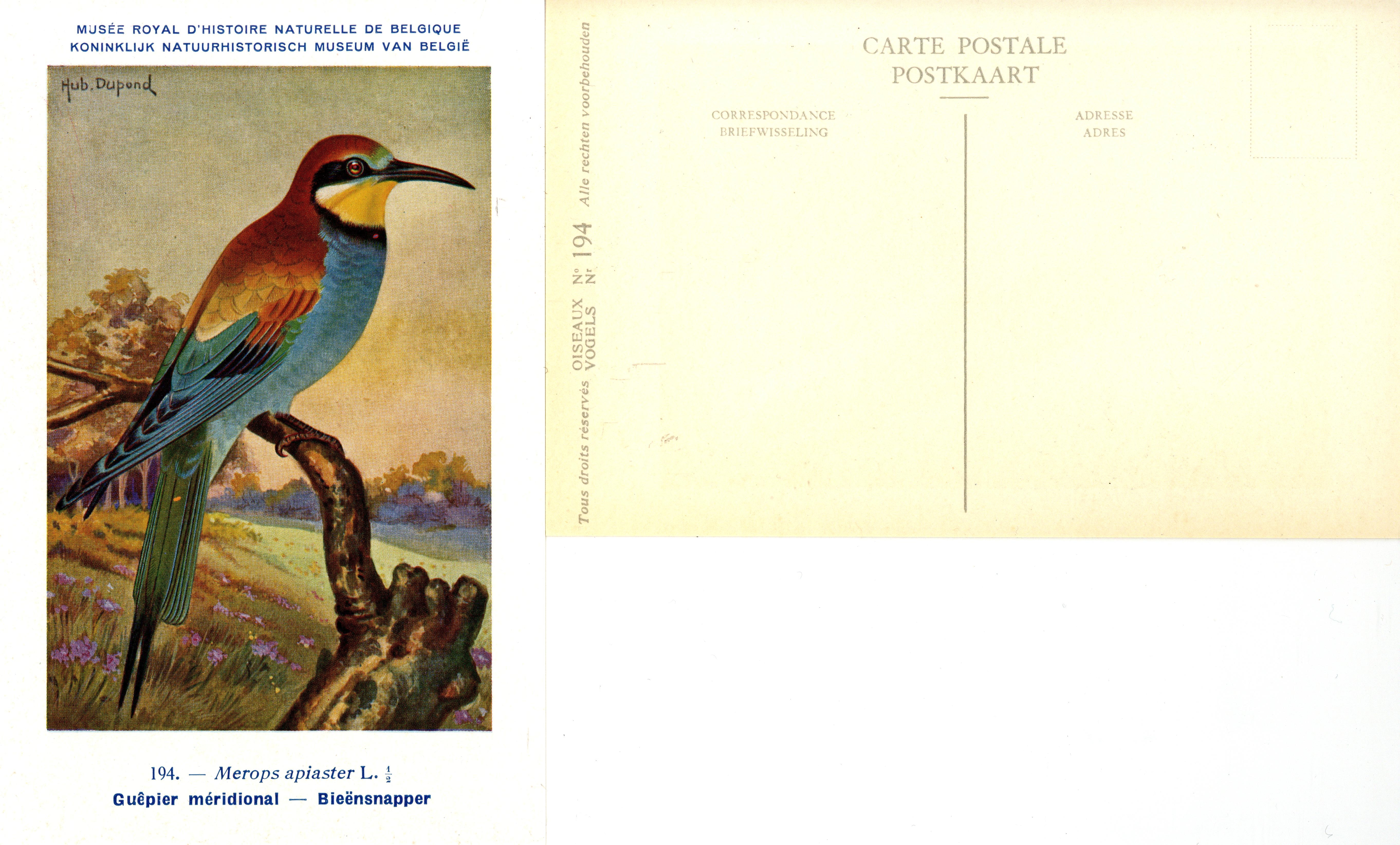 194 Guêpier méridional - Bieënsnapper